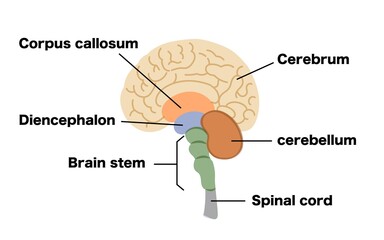 Illustration material of brain structure