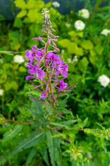 Flowering in the garden Flowers of beautiful pink with lilac color