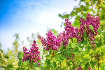 Lilac buds on a bush against the blue sky