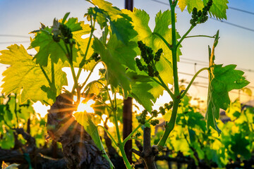 Close view of grape leaves with sun flare at sunset at a vineyard in the spring in Napa Valley,...