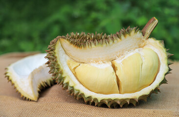 Peeling durian fruit on sack for sweet refresh eating from farm