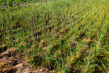 View of field planted with ripening organic garlic. Harvest season..