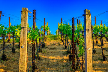 Fototapeta na wymiar Close view of grape vines at sunset at a vineyard in the spring in Napa Valley, California, USA