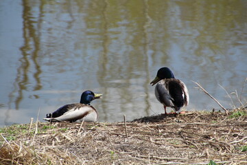 Talk Of The Mallards, Pylypow Wetlands, Edmonton, Alberta