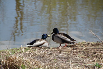 Meeting Of The Mallards, Pylypow Wetlands, Edmonton, Alberta