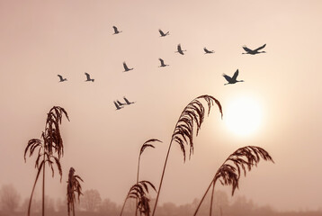 Birds flying against evening sunset environment or ecology concept - Powered by Adobe
