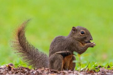 Close up image of Plantain squirrel eating nuts with green background.