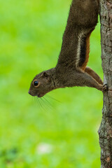 Naklejka na ściany i meble Close up image of Plantain squirrel on the tree.