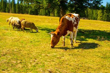Cow graze in the meadows 