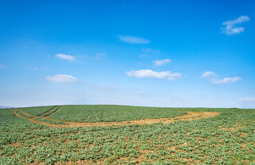 Blue sky with clouds over green spring field.
