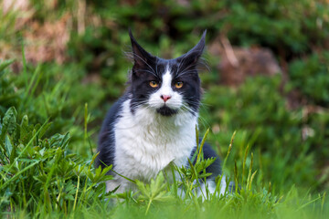 young main coon cat exploring the garden