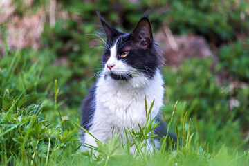 young main coon cat exploring the garden