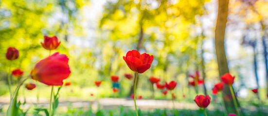 Floral nature landscape blooming on background forest meadow field flowers. Nature tulips flowers, red tulips, sunny closeup scenery, spring summer blurred colors. Dream romantic blossom petals