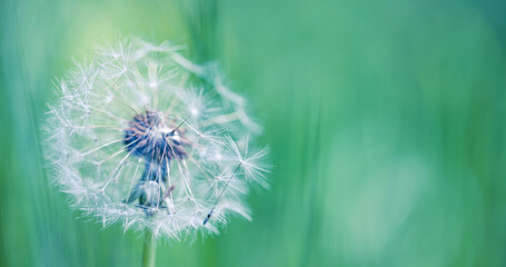 Fototapeta premium Artistic nature closeup, abstract dandelion macro, sunny soft blue green blurred background. Banner nature with beautiful light. Idyllic and relaxing floral. Springtime dandelion with soft sunlight 