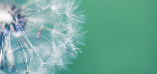 Fototapeta premium Artistic nature closeup, abstract dandelion macro, sunny soft blue green blurred background. Banner nature with beautiful light. Idyllic and relaxing floral. Springtime dandelion with soft sunlight 