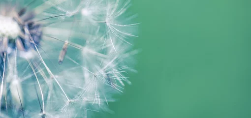 Rolgordijnen Artistic nature closeup, abstract dandelion macro, sunny soft blue green blurred background. Banner nature with beautiful light. Idyllic and relaxing floral. Springtime dandelion with soft sunlight  © icemanphotos