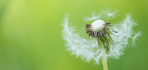 Artistic nature closeup, abstract dandelion macro, sunny soft blue green blurred background. Banner nature with beautiful light. Idyllic and relaxing floral. Springtime dandelion with soft sunlight
