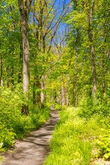 Fototapeta na wymiar Spring summer fresh green landscape nature, hiking trail, freedom path. Sunny green forest trees, leaves, dirt road, footpath. Scenic view of trail passing through green forest trees