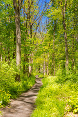 Spring summer fresh green landscape nature, hiking trail, freedom path. Sunny green forest trees, leaves, dirt road, footpath. Scenic view of trail passing through green forest trees