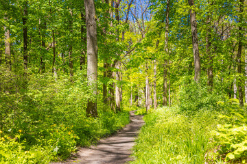 Spring summer fresh green landscape nature, hiking trail, freedom path. Sunny green forest trees, leaves, dirt road, footpath. Scenic view of trail passing through green forest trees