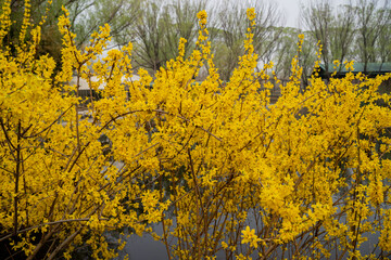 Fototapeta premium 春天的迎春花一片