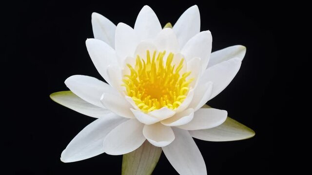 4K time Lapse footage of blooming white waterlily flower from bud to full blossom isolated on black background, close up b roll shot side view.