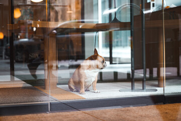 One little pug dog sitting alone behind the office windows. Sad serious face. Reflection of the city