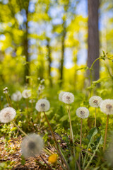 Green spring meadow with dandelions in sunlight. Nature background. Green forest field with white and yellow dandelions and grass meadow outdoors in nature in summer, blurred nature, idyllic landscape