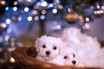 Malteser puppies under Christmass tree