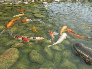 green water lily and colorful Cyprinus carpio are swimming in the koi pound  design for Aisa gardening design style