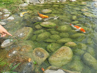 Fototapeta na wymiar children are feeding many hungry and colorful koi in the pool for leisure time in sunny day outdoor activity close-up