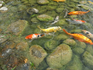 children are feeding many hungry and colorful koi in the pool for leisure time in sunny day outdoor activity close-up