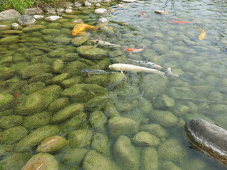 the colorful Cyprinus carpio are swimming in the koi pound close-up 