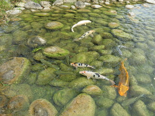 children are feeding many hungry and colorful koi in the pool for leisure time in sunny day outdoor activity close-up