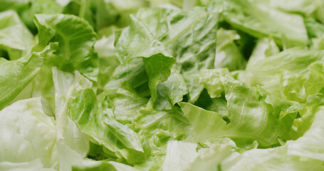Fresh lettuce green leave salad