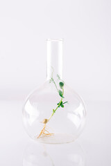 Microgreens of green peas in a large glass chemical flask on a light background. Growing and researching micro greens
