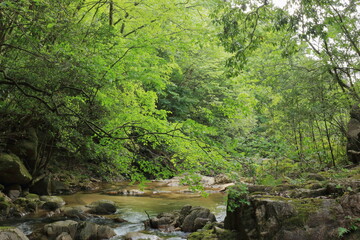 新緑に包まれた山中の川の流れ