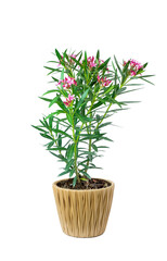 Oleander or Sweet Oleander well nkow as Rose Bay (Nerium oleander L.). pink flower blooming in black pot. isolated on white background