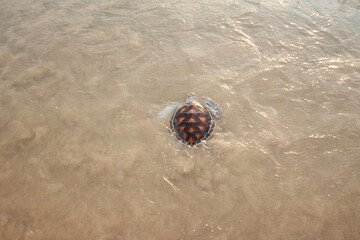Little sea turtle on the beach.