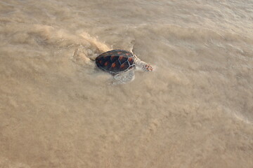 Little sea turtle on the beach.
