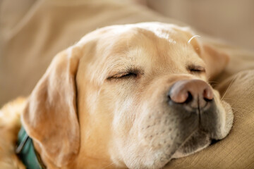 Portrait of cute Labrador dog sleeping on the couch