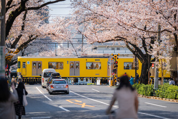 満開の桜と西武新宿線の電車