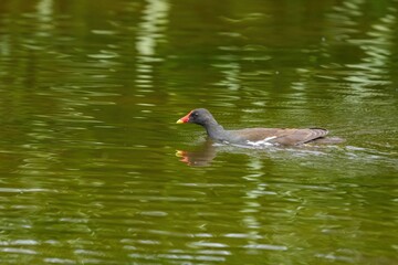新緑映す水面を忙しそうに泳ぐバン成鳥
