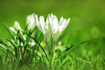 beautiful spring white crocuses in the sunlight