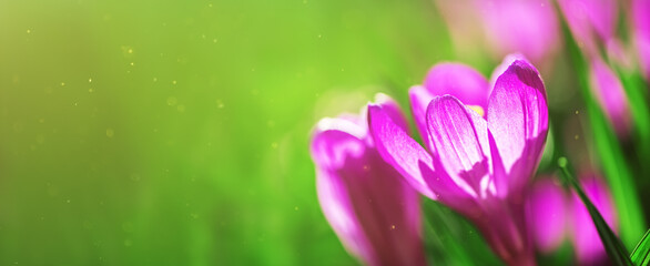 Obraz na płótnie Canvas banner beautiful spring pink crocuses in the sunlight