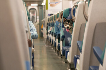 One little dog sitting on the train chair, looking at camera between the rows, traveling. Funny...