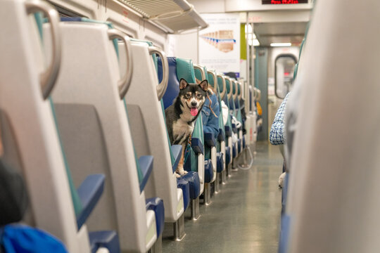 One little dog sitting on the train chair, looking at camera between the rows, traveling. Funny interesting unusual shot, photo. 