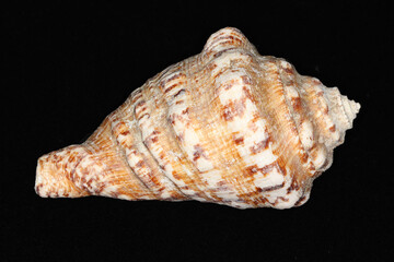 Amazing sea shell shape.