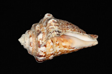 Amazing sea shell shape.