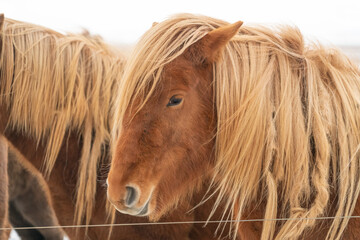 Icelandic horse portrait